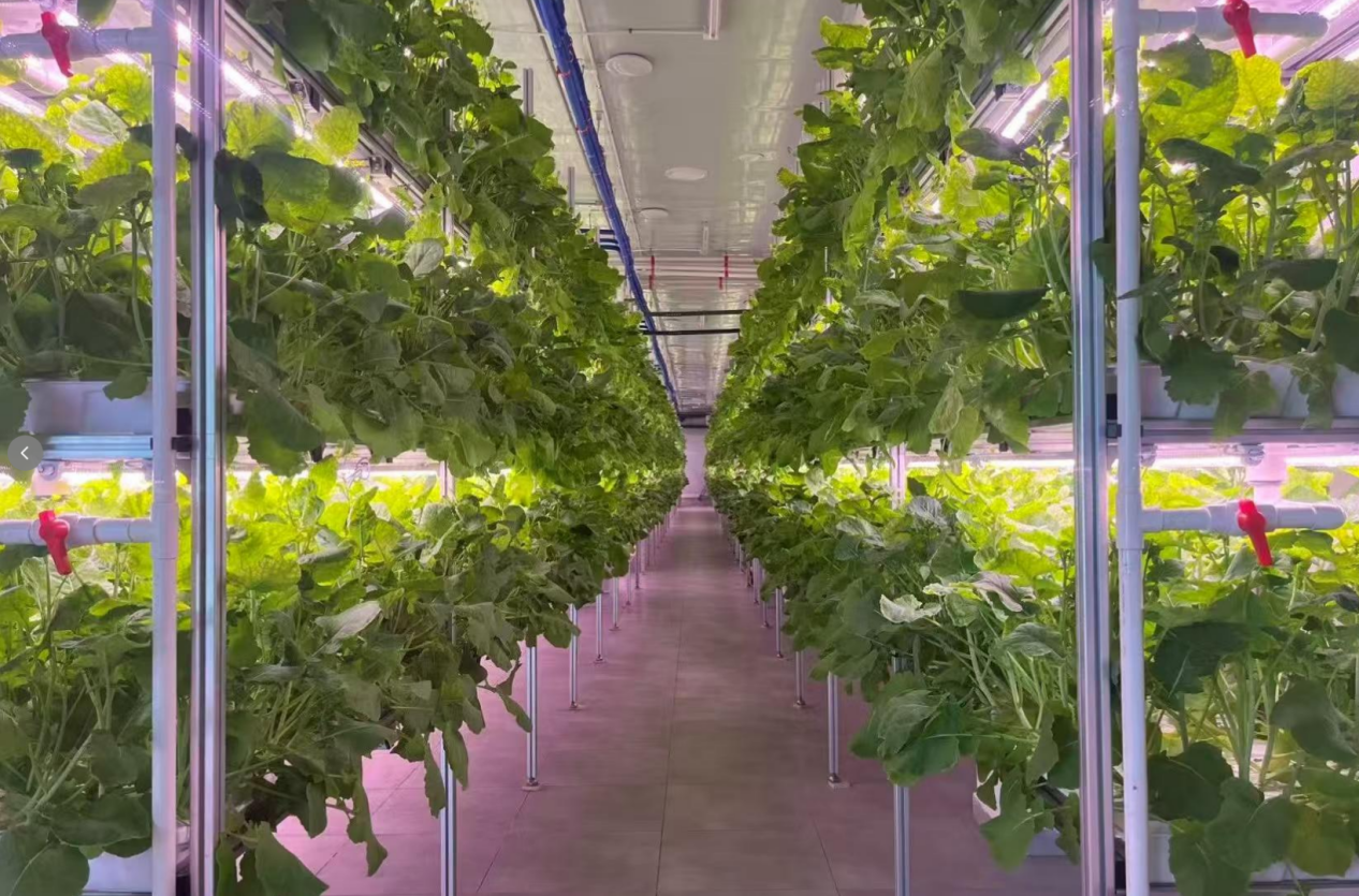 大国粮策丨从大棚到车间，一株油菜如何破解补硒困境？