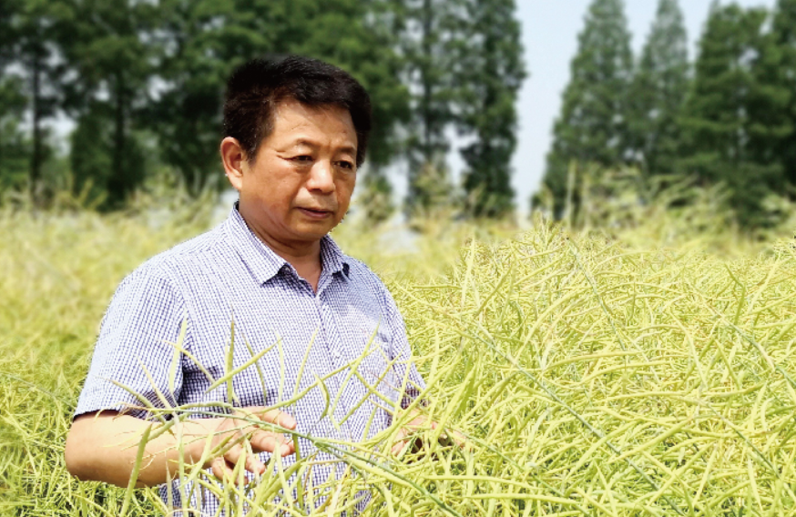 大国粮策丨从大棚到车间，一株油菜如何破解补硒困境？