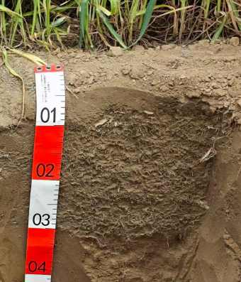 【一线调研·下田故事】挖开曲周的麦田，看见“吨半粮”的绿色底牌