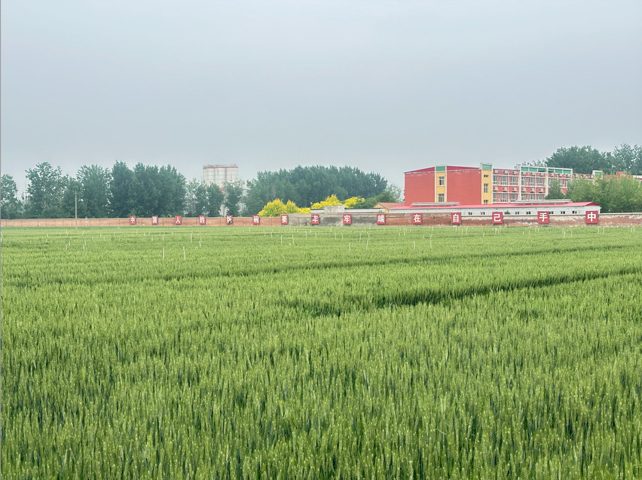 【一线调研·下田故事】挖开曲周的麦田，看见“吨半粮”的绿色底牌