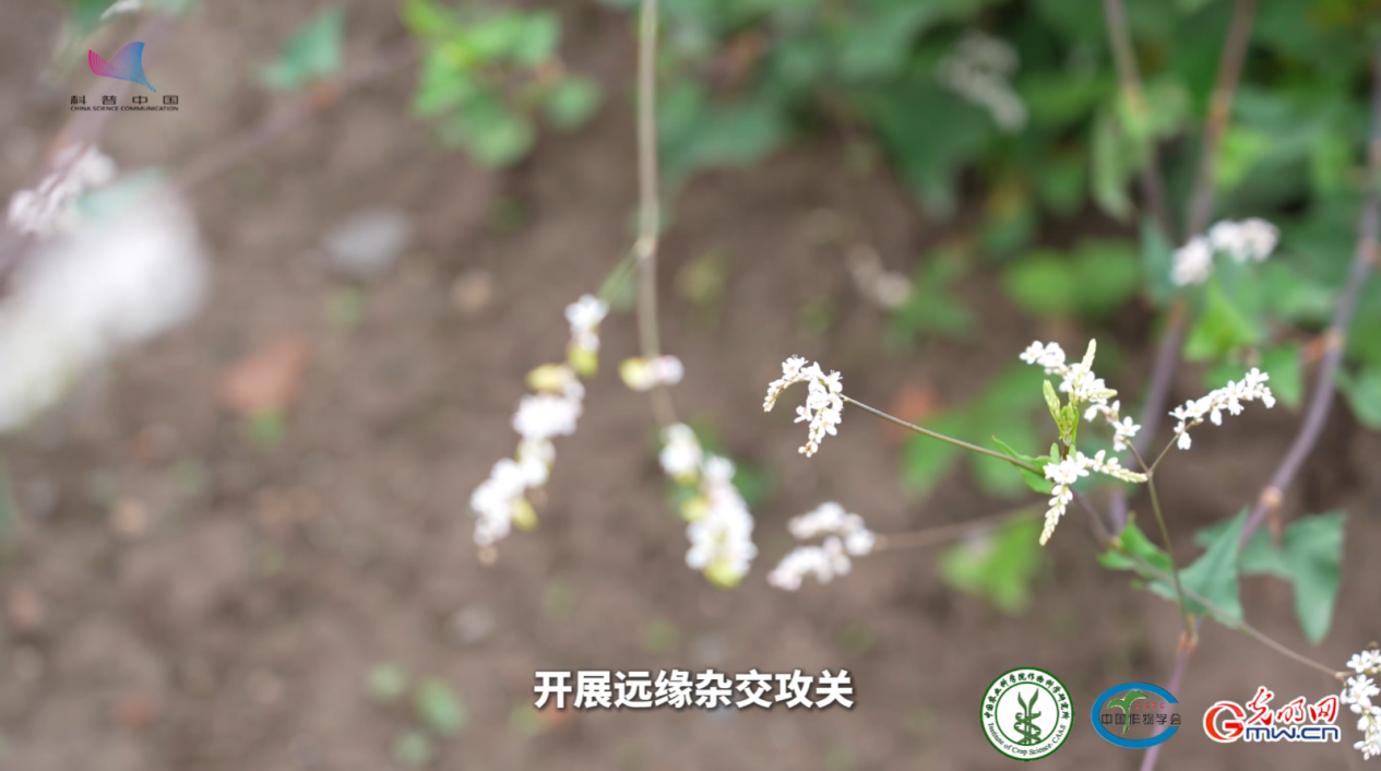 从凉山深处到全球餐桌，苦荞走出国际范儿