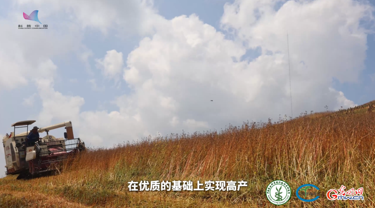 从凉山深处到全球餐桌，苦荞走出国际范儿