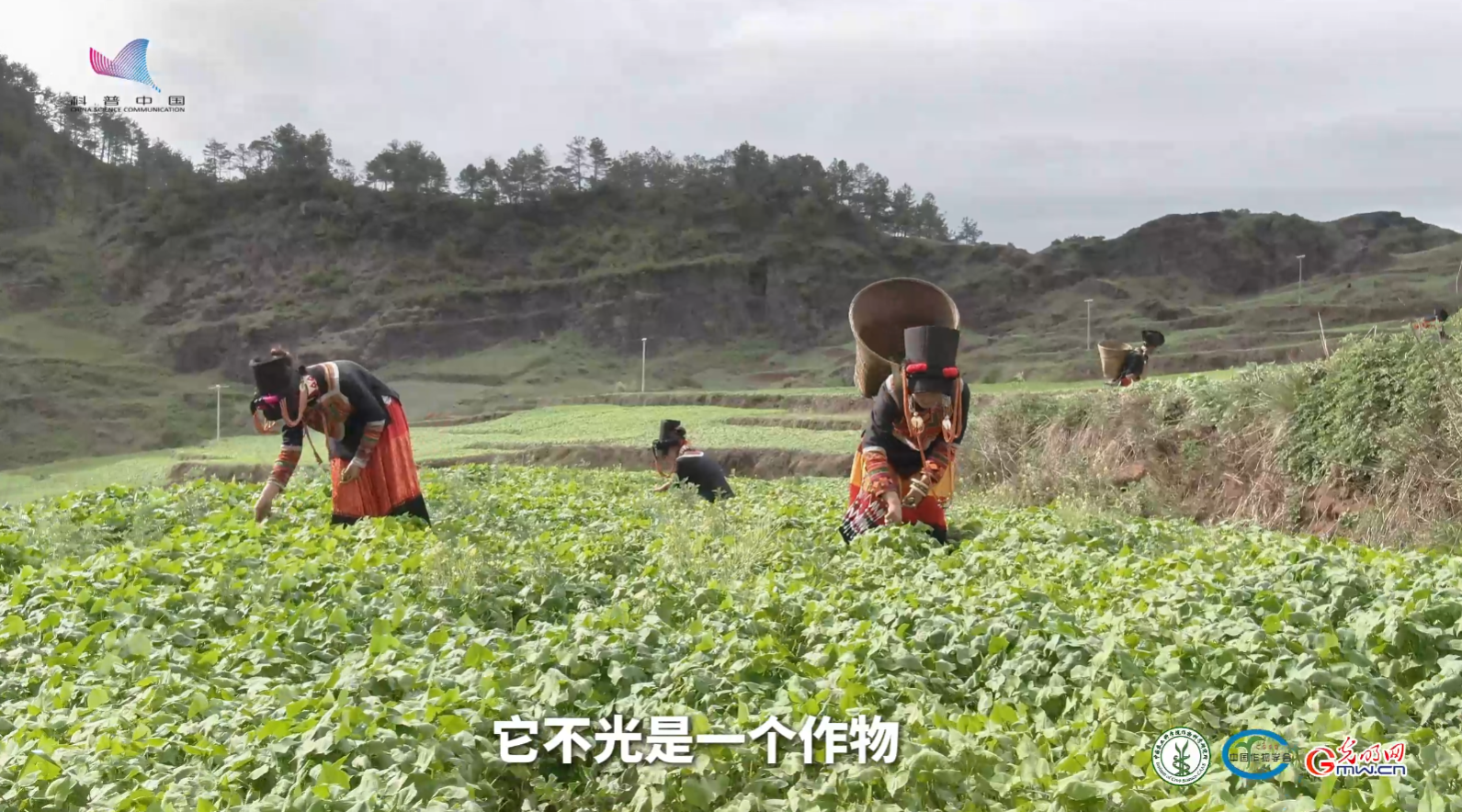 大凉山里的“黑色宝藏”：苦荞为何成为彝族人离不开的粮食
