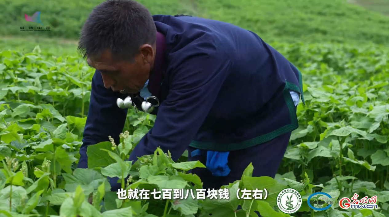从凉山深处到全球餐桌，苦荞走出国际范儿