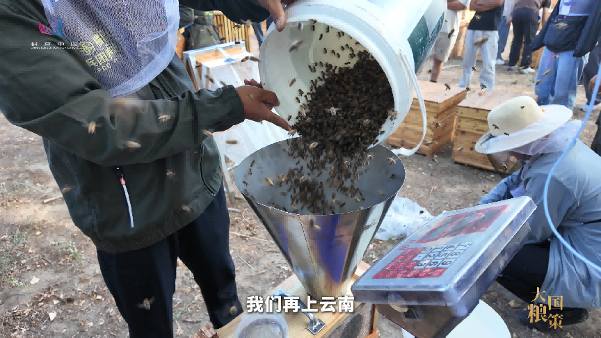让养蜂人