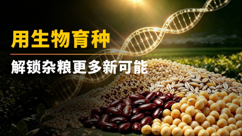 用生物育种解锁杂粮更多新可能