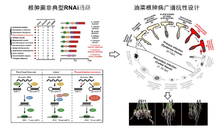 油菜根肿病怎么治？科研人员找到防控新策略