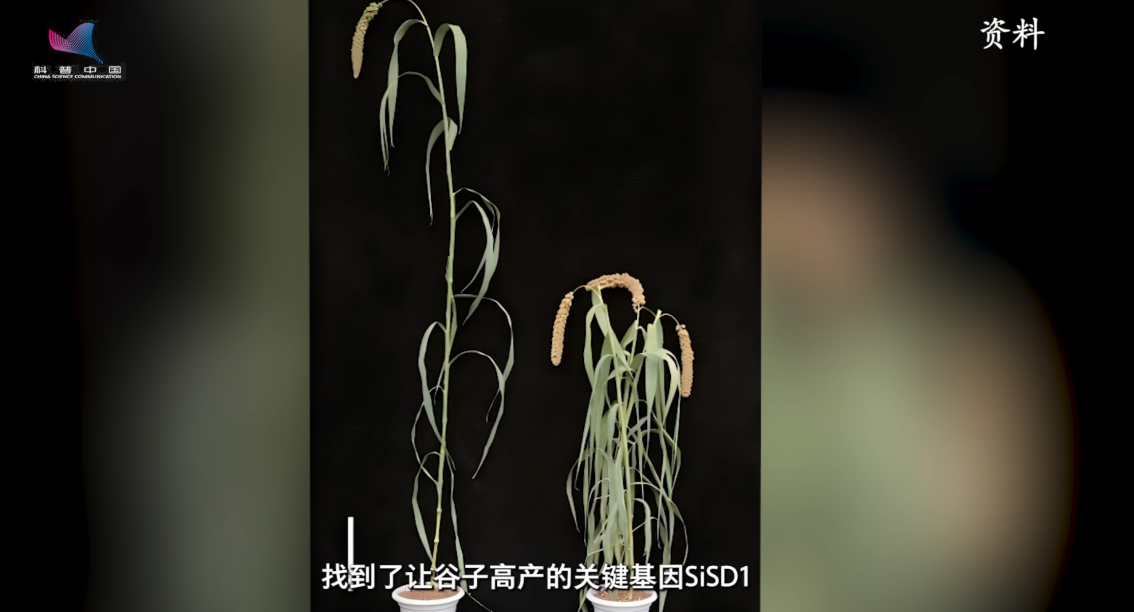 丰收密码｜科技赋能迎丰收！基因密钥解锁谷子增产新图景