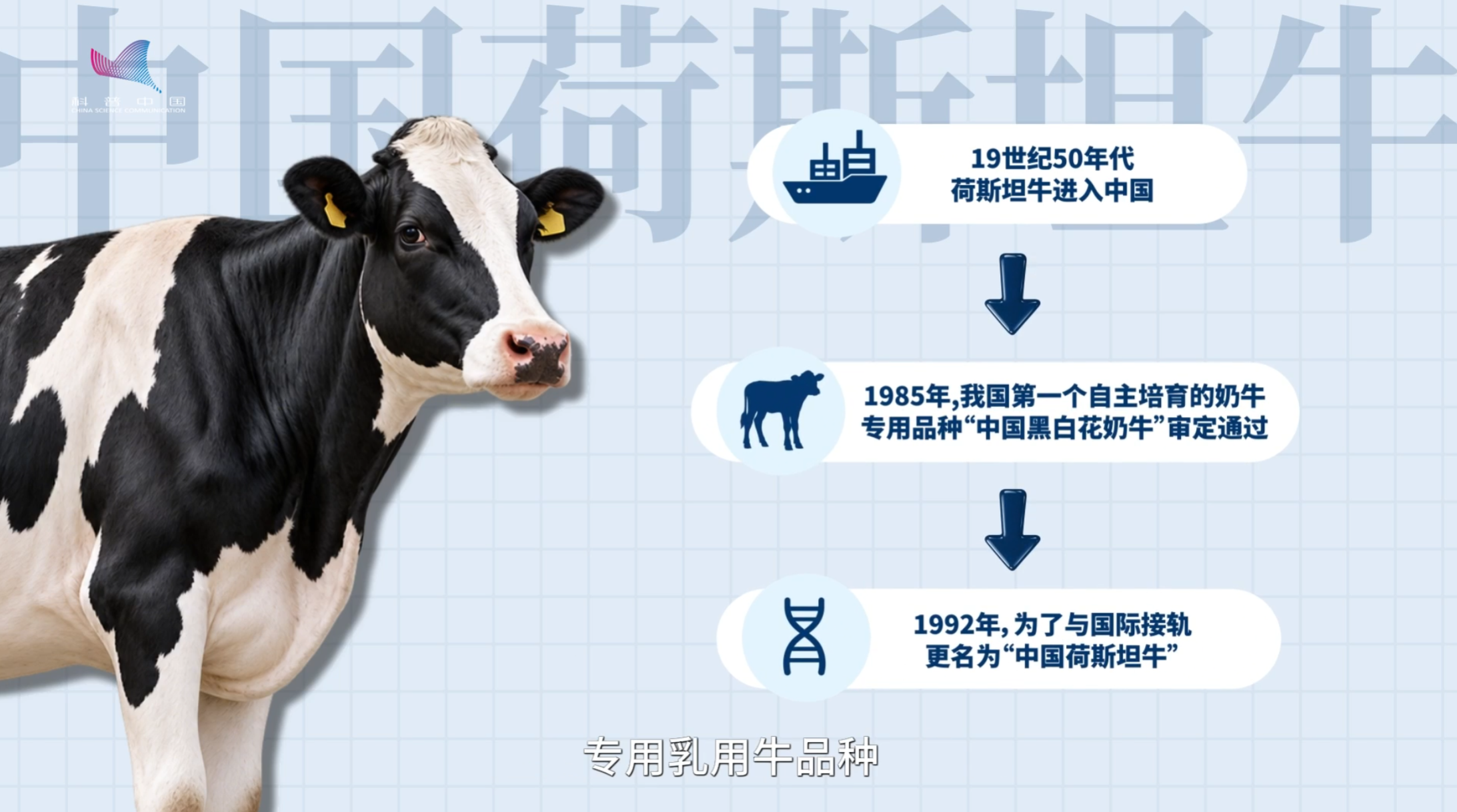 “造”一头好奶牛，有多难？