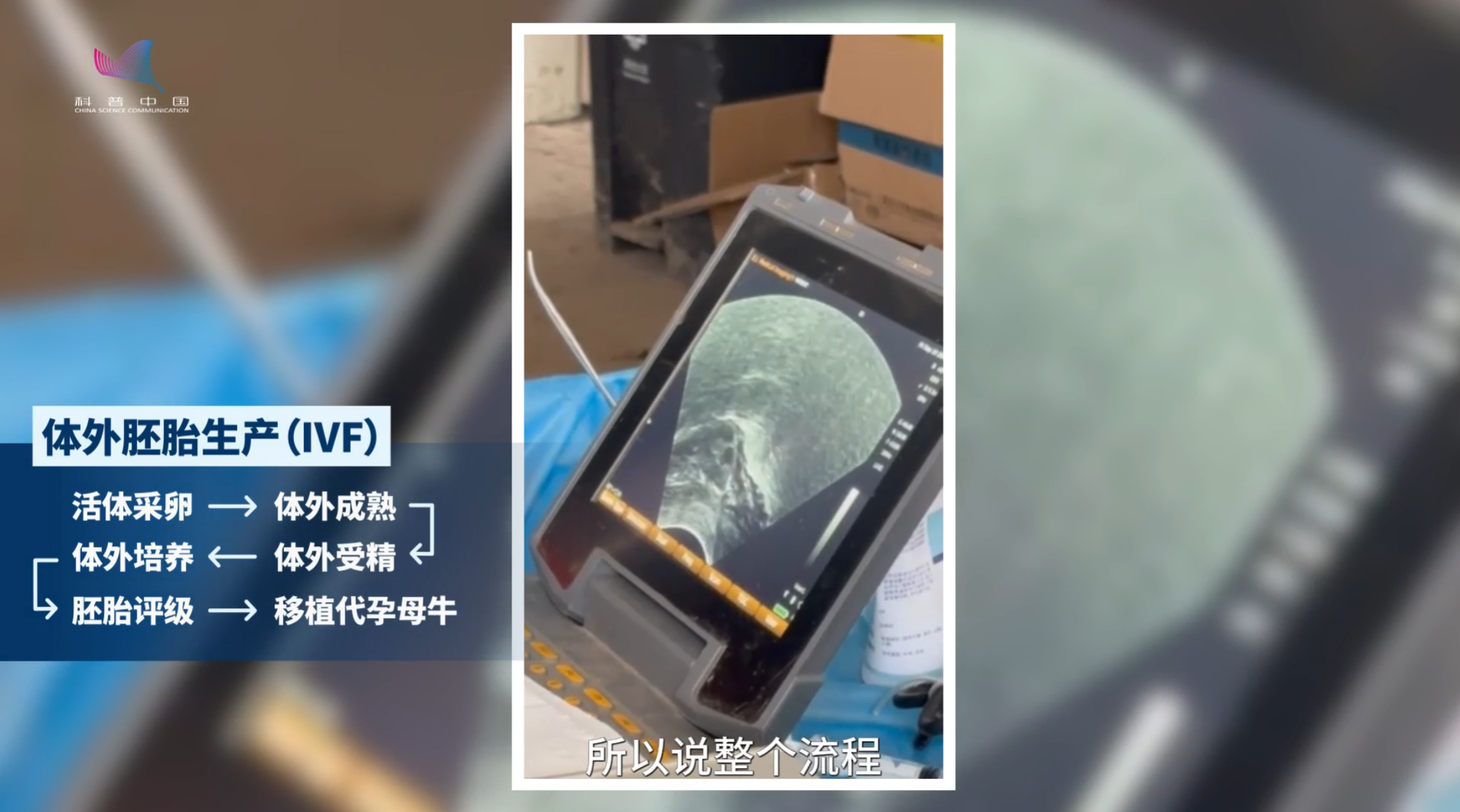 “造”一头好奶牛，有多难？