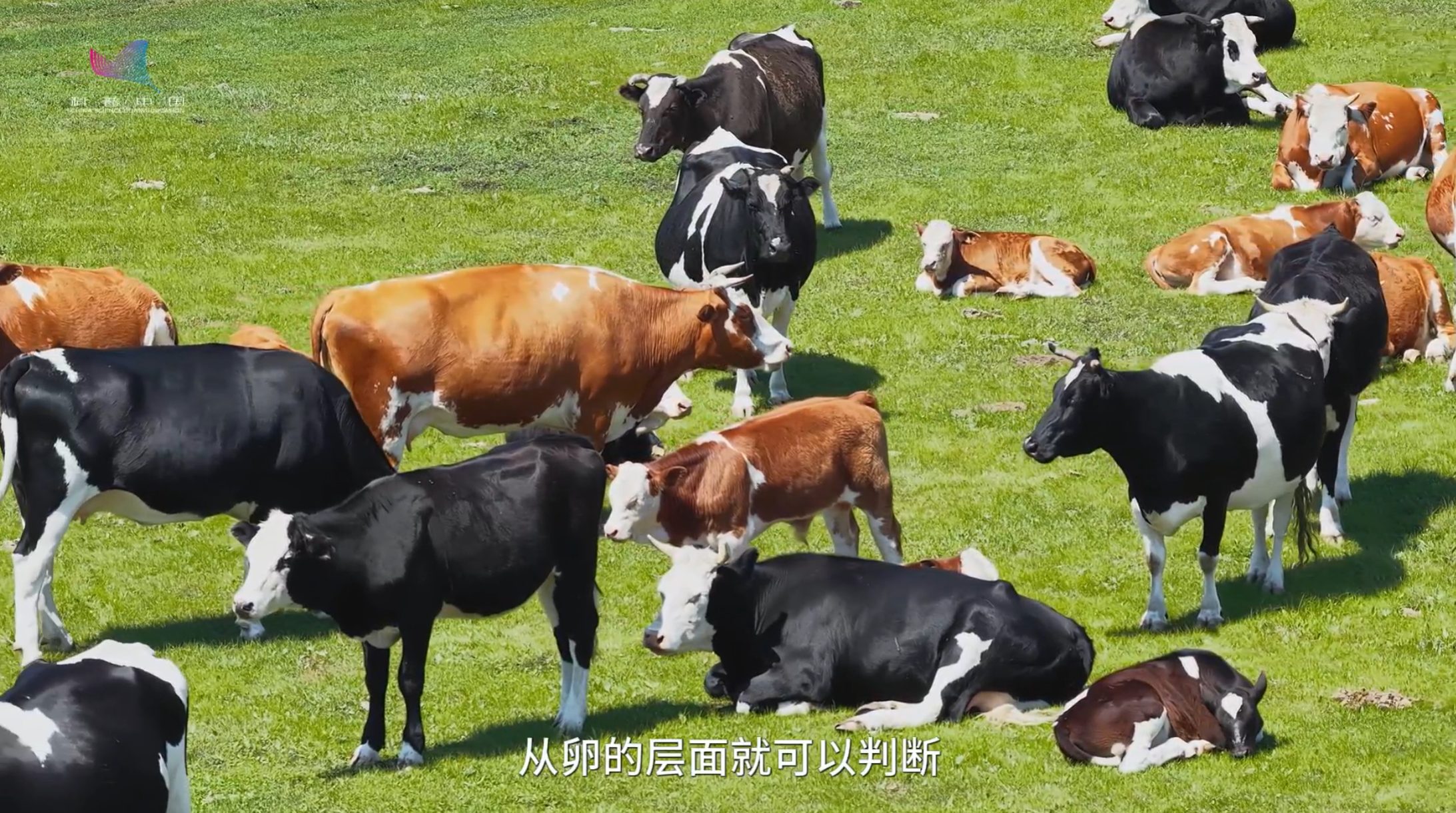 AI“接手”奶牛育种，还有多远？