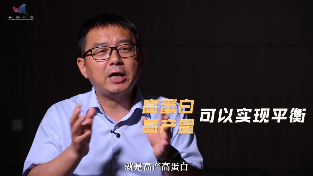 丰收密码｜玉米棒成了“蛋白棒”