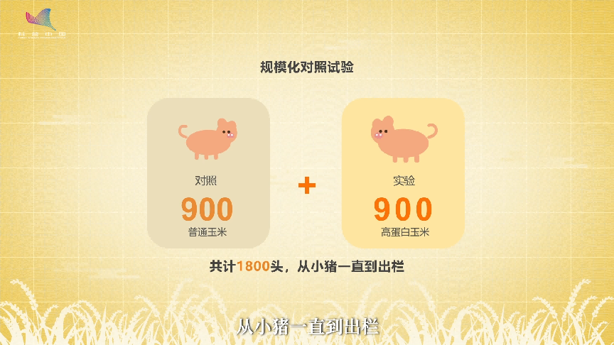 丰收密码｜玉米棒成了“蛋白棒”