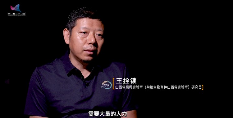 从五谷之首到杂粮：小米错过了什么？