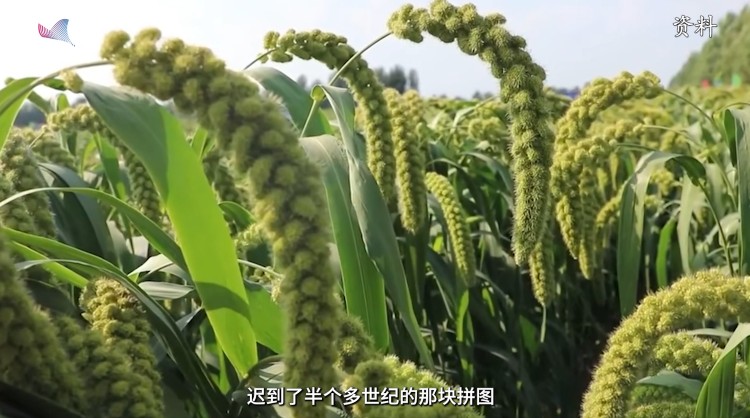 从五谷之首到杂粮：小米错过了什么？