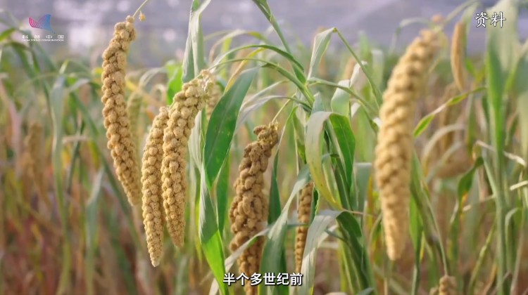 一石三鸟，谷子迎来自己的“绿色革命”基因
