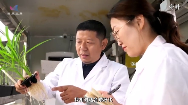 一石三鸟，谷子迎来自己的“绿色革命”基因