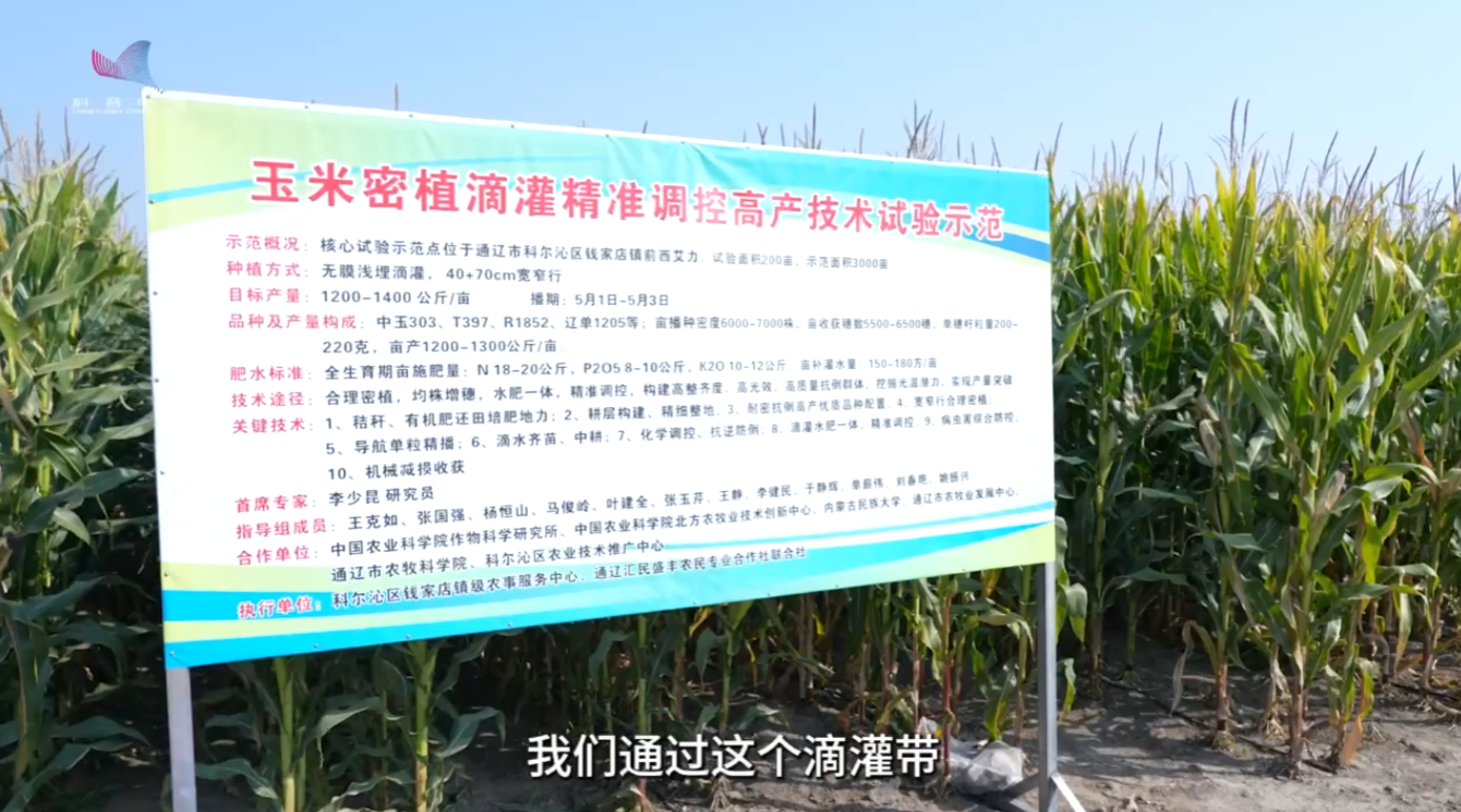 全国粮食安全宣传周｜良种配良法 中玉303拓宽粮食增产空间