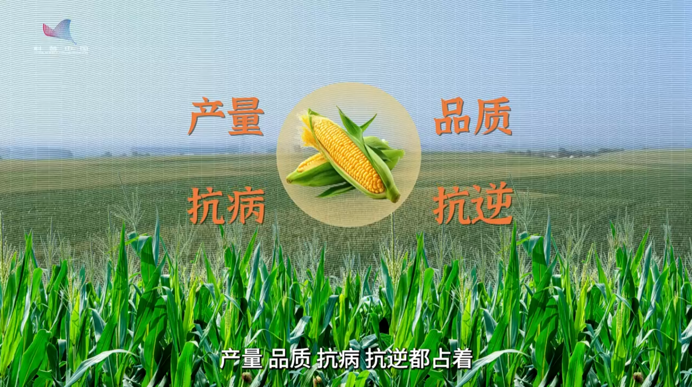 全国粮食安全宣传周｜追根溯源：中玉303的种质基因密码