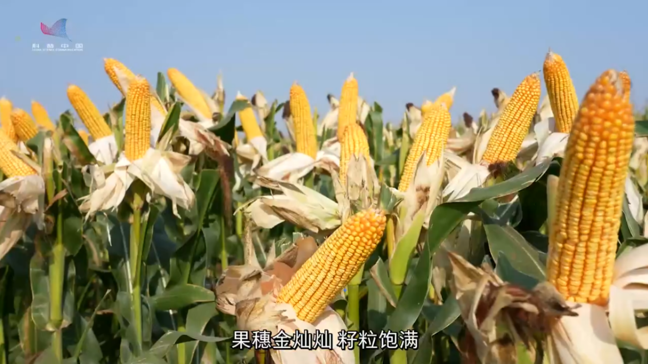 全国粮食安全宣传周｜玉米“吨粮田”里的科技密码