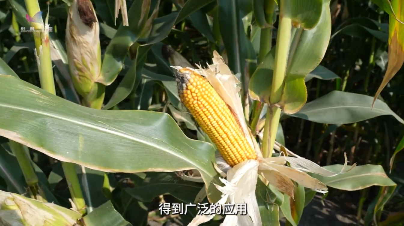 全国粮食安全宣传周｜良种配良法 中玉303拓宽粮食增产空间