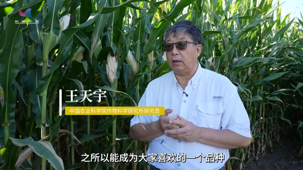 全国粮食安全宣传周｜这个玉米品种，为何备受欢迎？