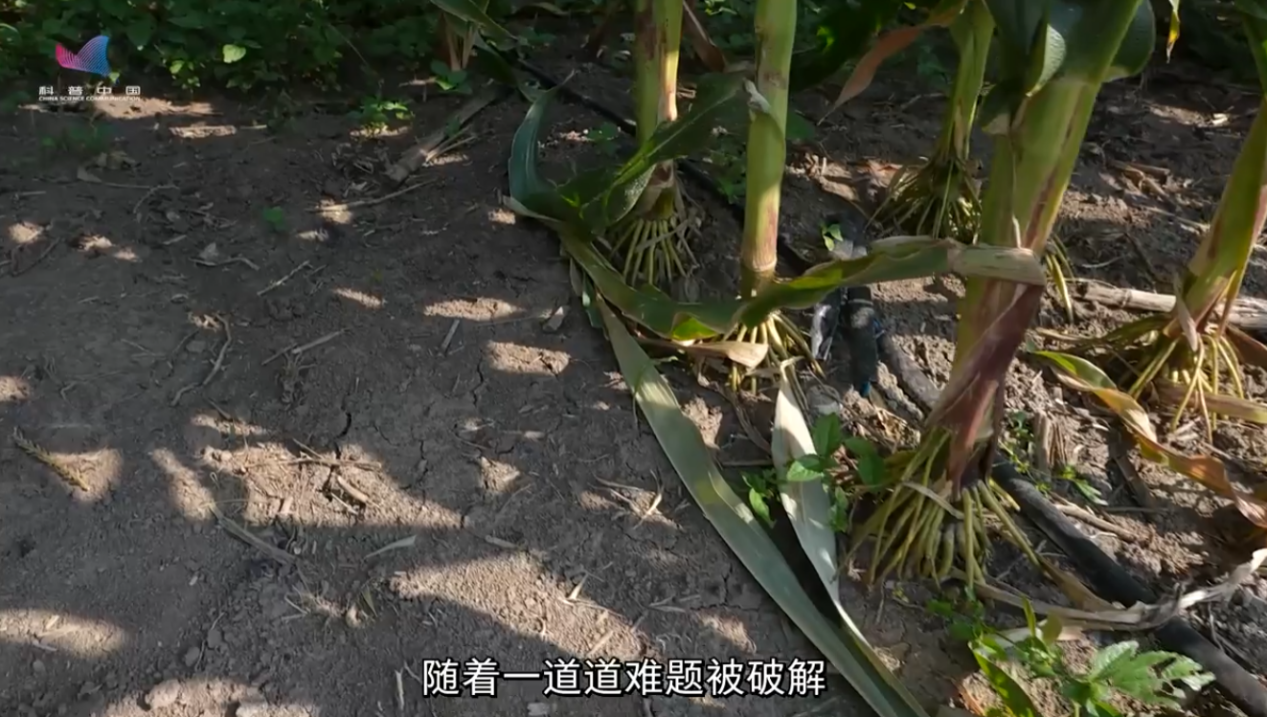 全国粮食安全宣传周｜玉米“吨粮田”里的科技密码