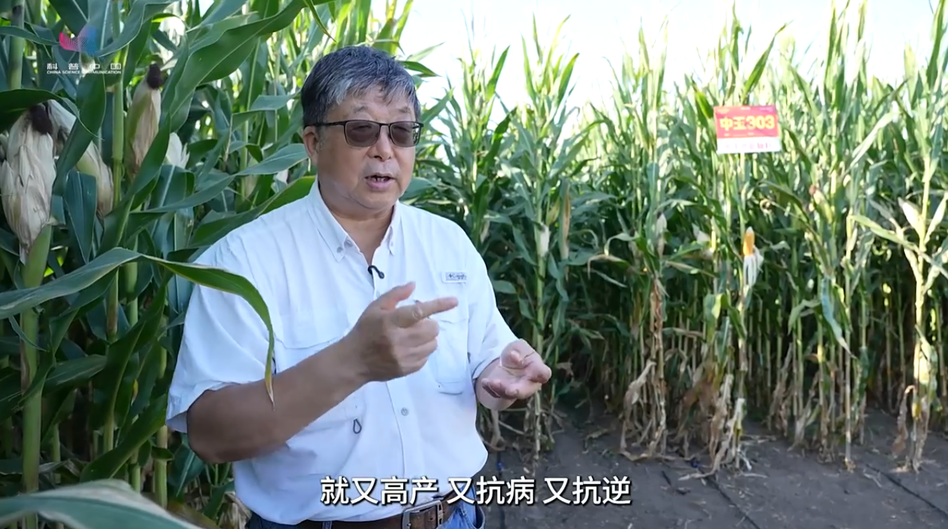 全国粮食安全宣传周｜追根溯源：中玉303的种质基因密码