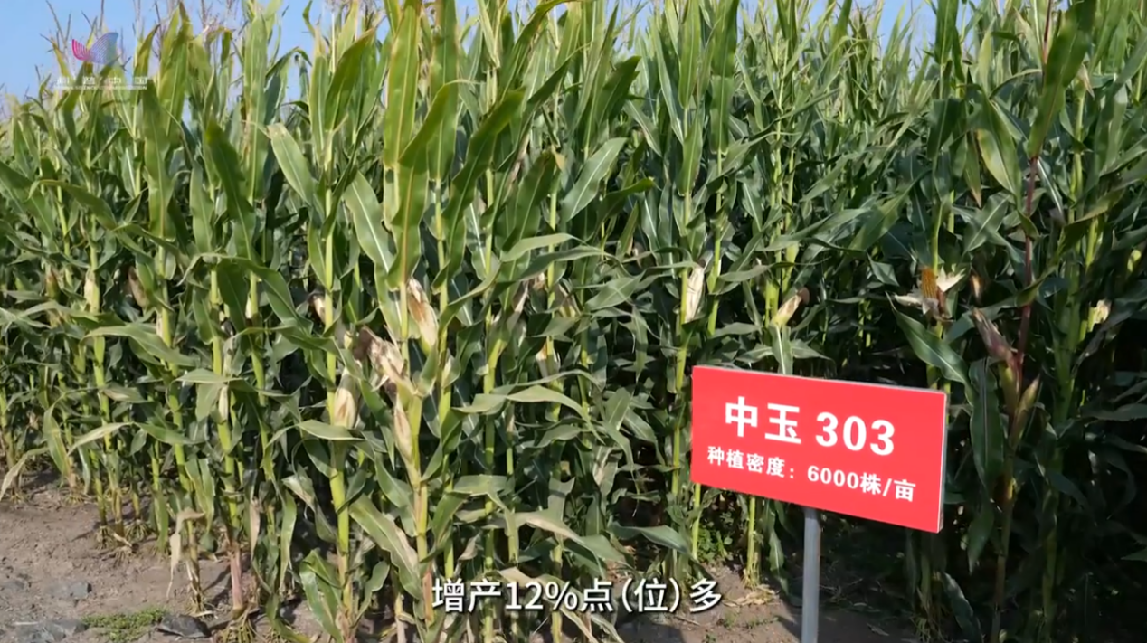 全国粮食安全宣传周｜这个玉米品种，为何备受欢迎？