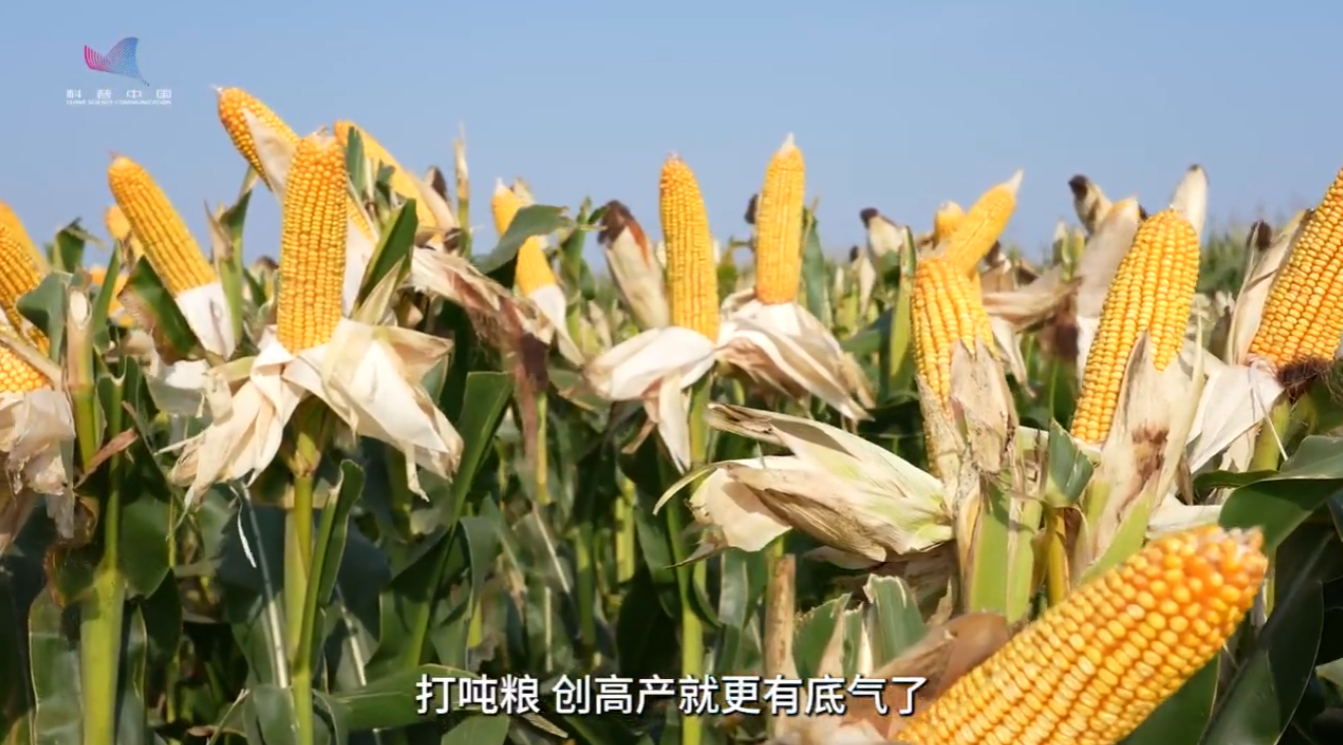 全国粮食安全宣传周｜良种配良法 中玉303拓宽粮食增产空间