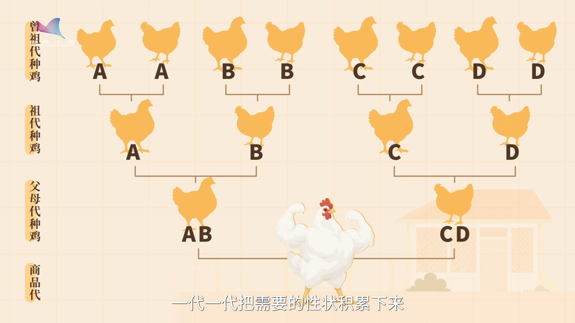 一只鸡,为什么42天就能“毕业”? 一只鸡,为什么42天就能“毕业”?