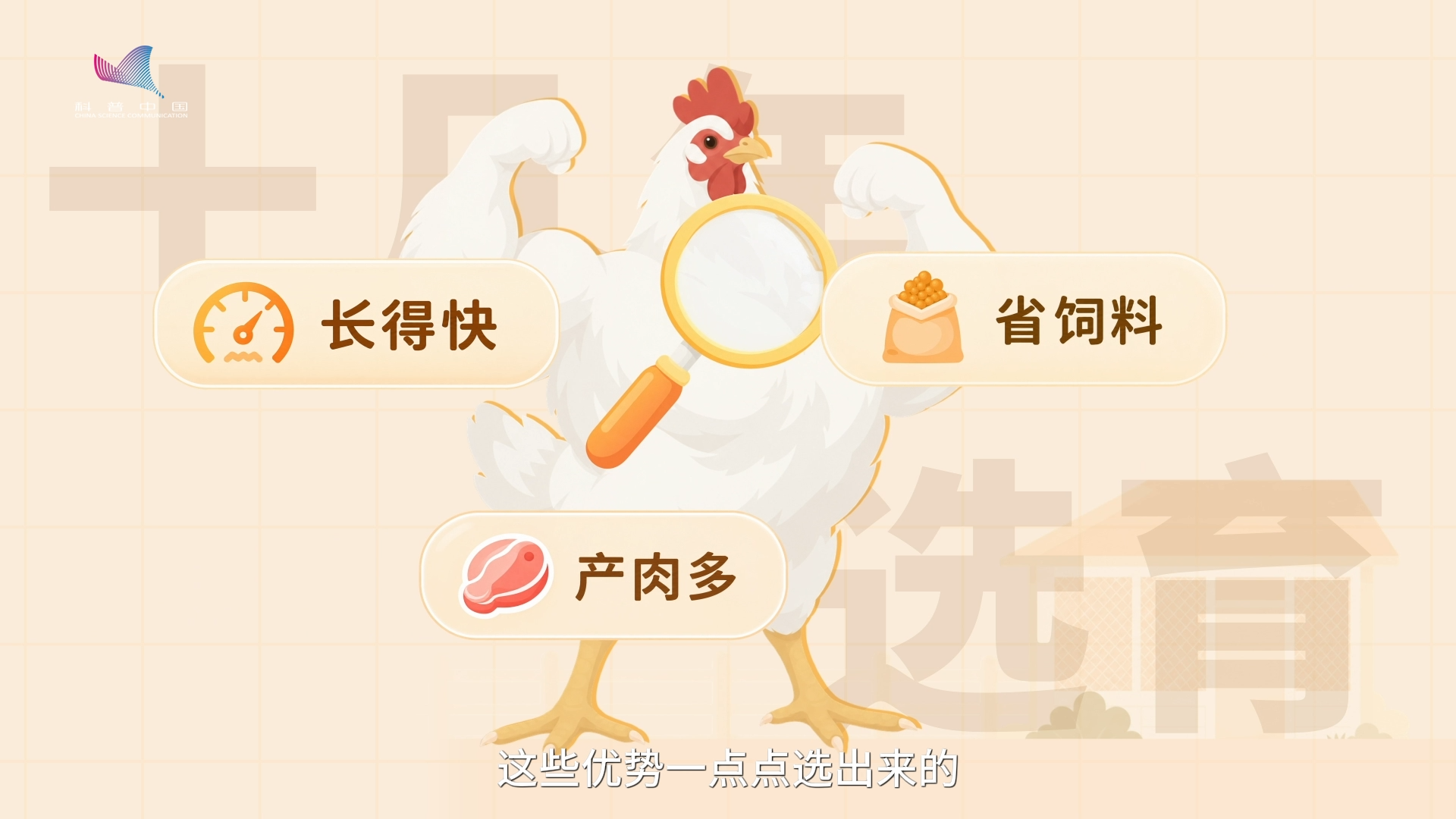 一只鸡,为什么42天就能“毕业”? 一只鸡,为什么42天就能“毕业”?