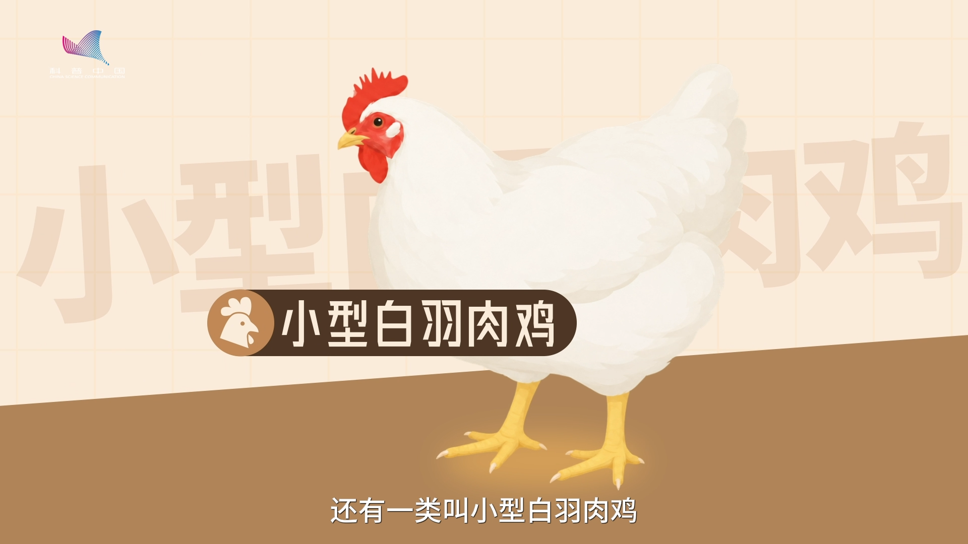 一只鸡,为什么42天就能“毕业”? 一只鸡,为什么42天就能“毕业”?