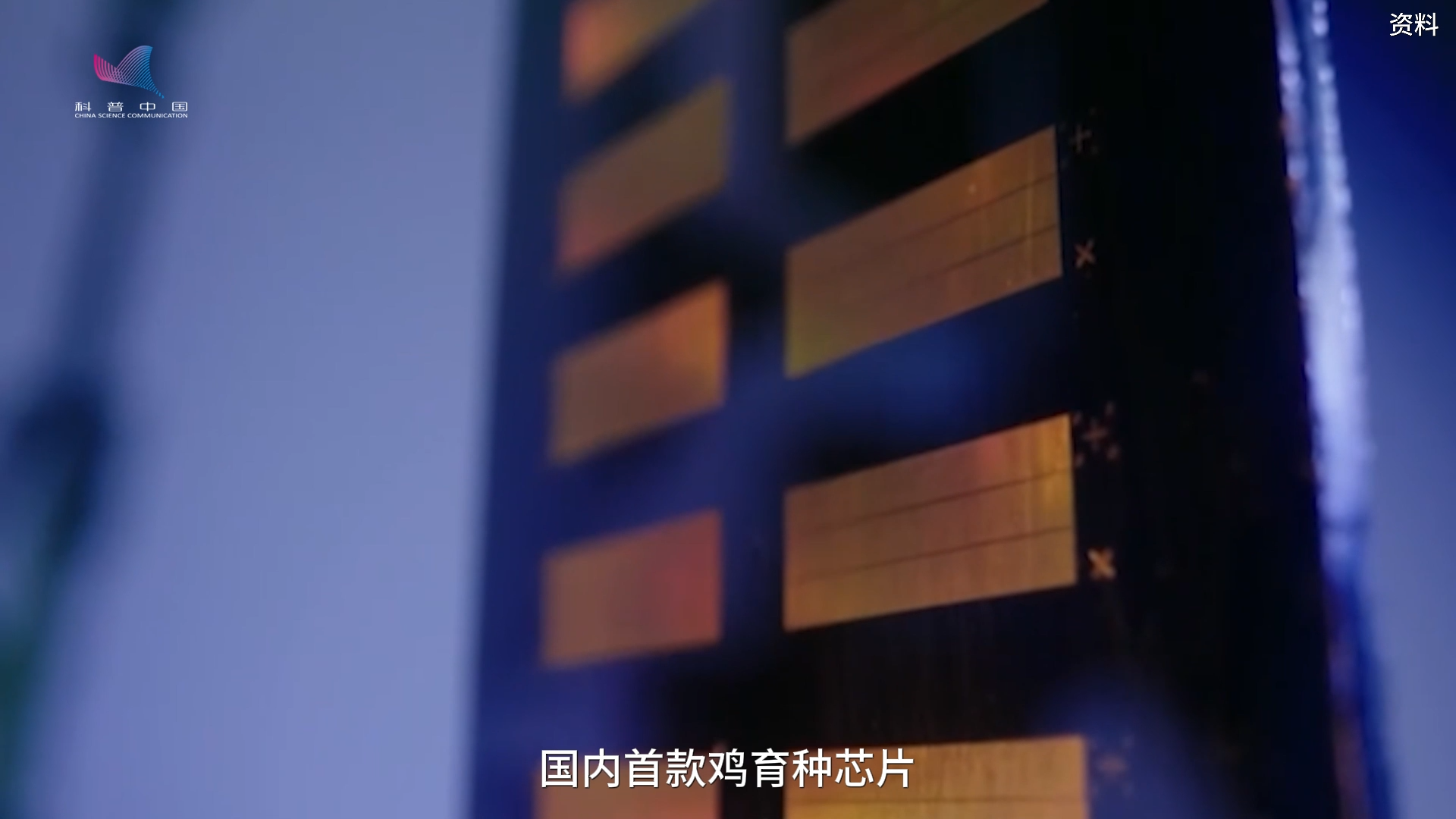 一只鸡还没长大,科学家怎么知道它是不是“潜力股”? 一只鸡还没长大,科学家怎么知道它是不是“潜力股”?