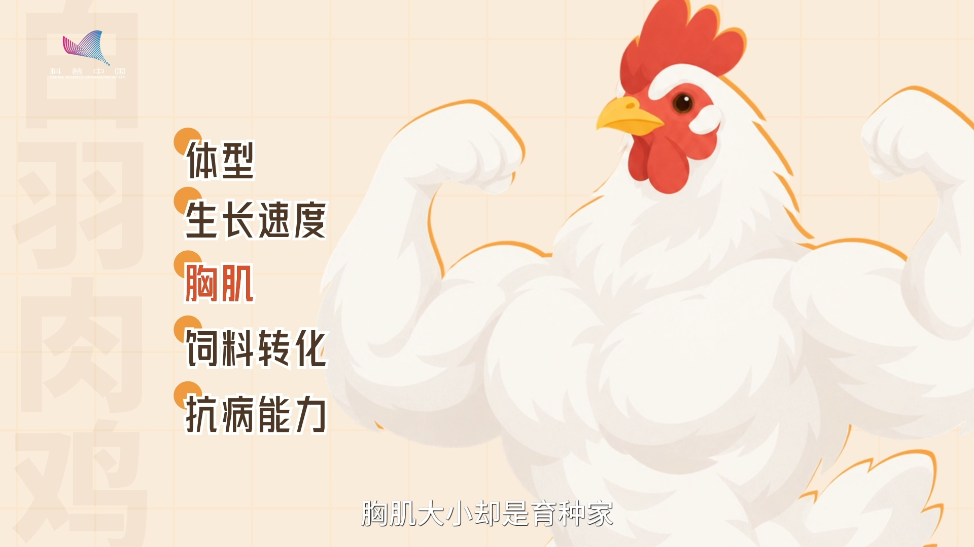 一只鸡还没长大,科学家怎么知道它是不是“潜力股”? 一只鸡还没长大,科学家怎么知道它是不是“潜力股”?