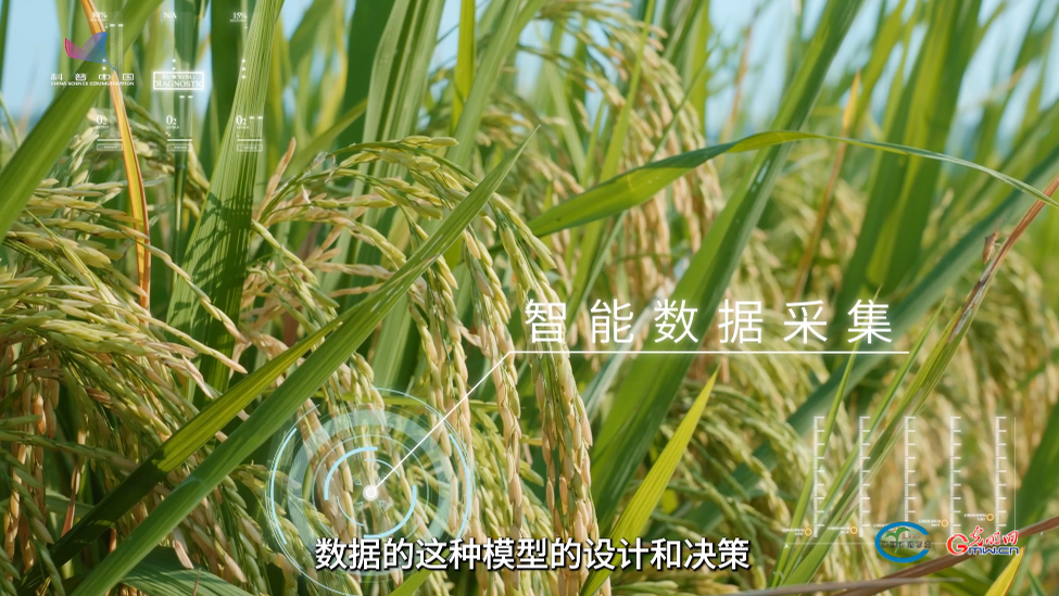 AI赋能良种培育从“靠经验”走向“可设计”